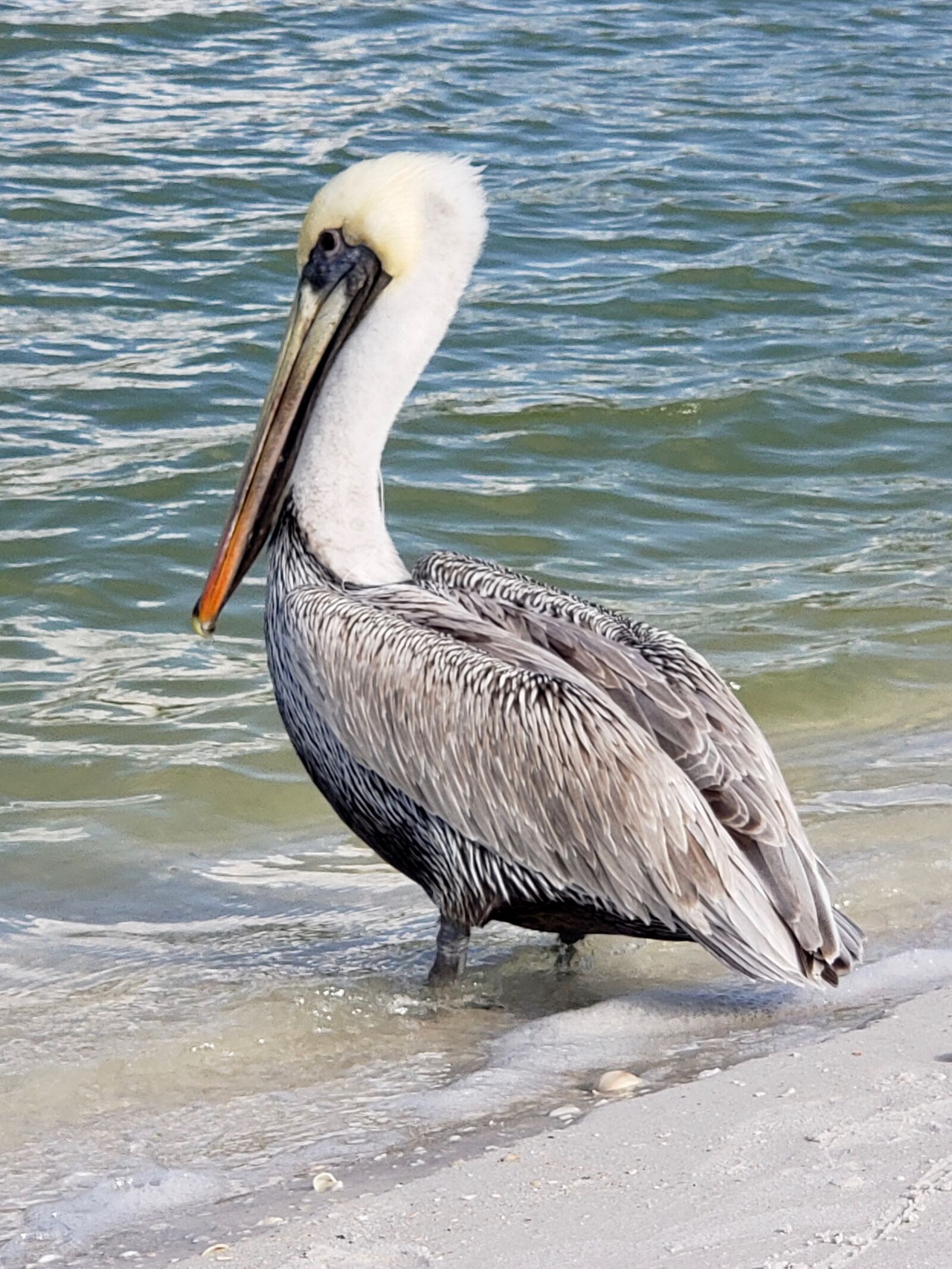 Samsung Galaxy S9+ sample photo. Pelican, naples, nature photography