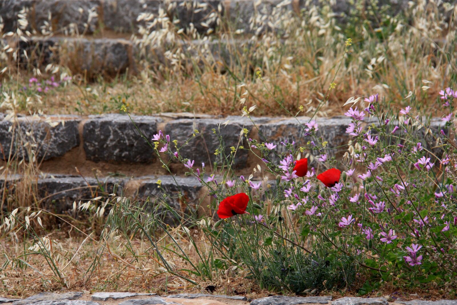 Canon EOS 450D (EOS Rebel XSi / EOS Kiss X2) sample photo. Papaver rhoeas, flower, red photography