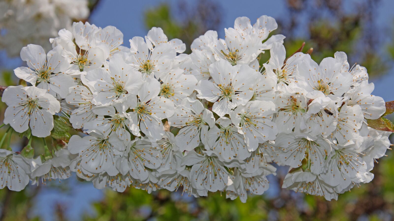 Canon EOS 60D sample photo. Cherry blossom, flowers, spring photography