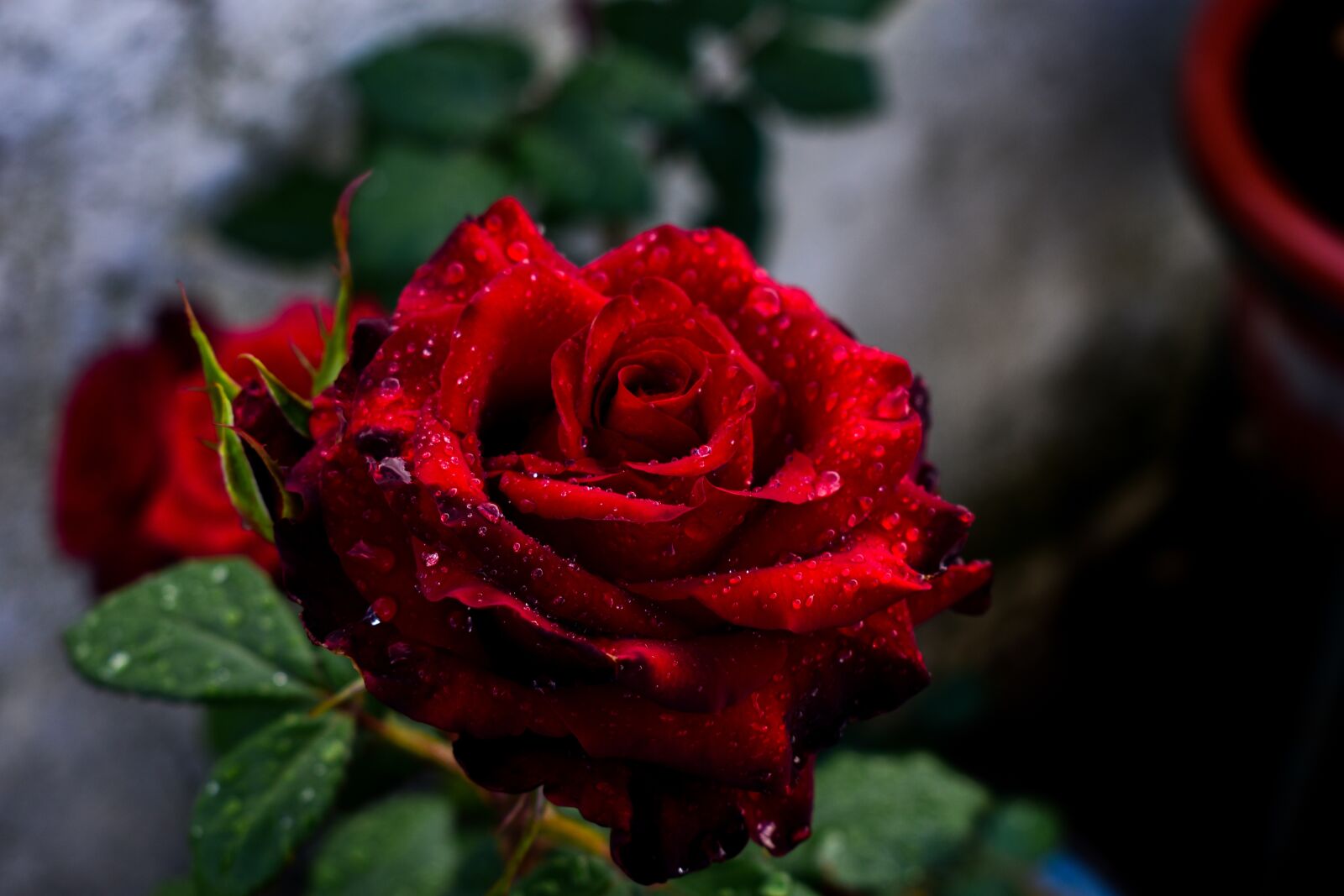 Nikon D3400 sample photo. Rosa, flower, leaf photography