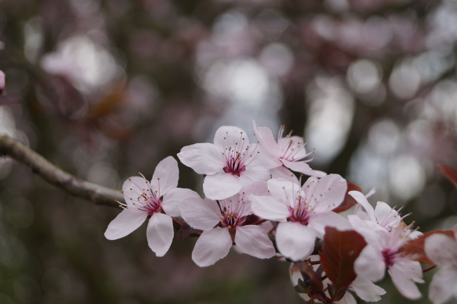 Sony SLT-A57 sample photo. Flower, wood, natural photography