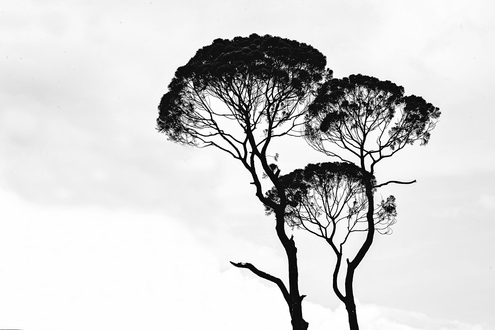 Nikon D700 sample photo. Trees, landscape, color photography