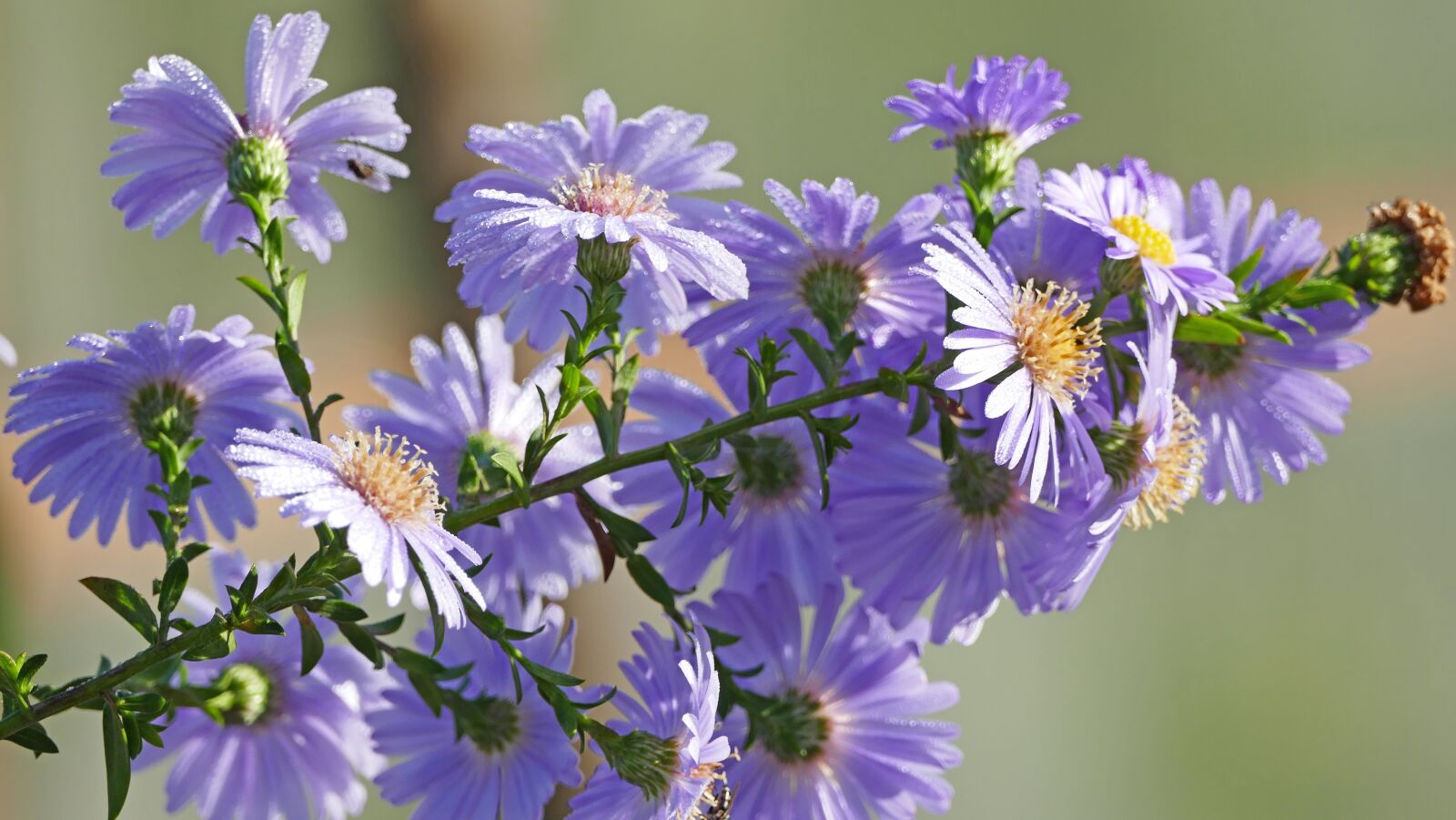 Panasonic Lumix DMC-FZ1000 sample photo. Nature, garden, flowers photography