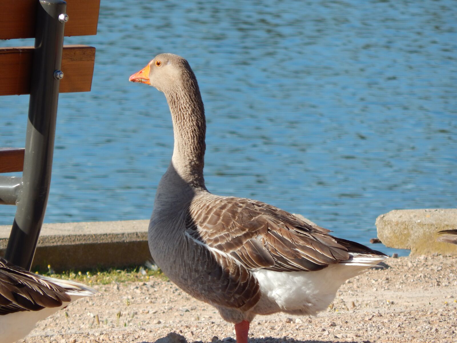 Nikon Coolpix L820 sample photo. Grand father, goose, family photography