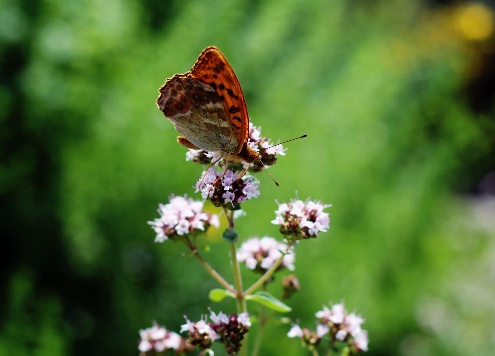 Canon EOS 600D (Rebel EOS T3i / EOS Kiss X5) + Canon EF 50mm F1.8 II sample photo. Butterfly, flowers, nature photography