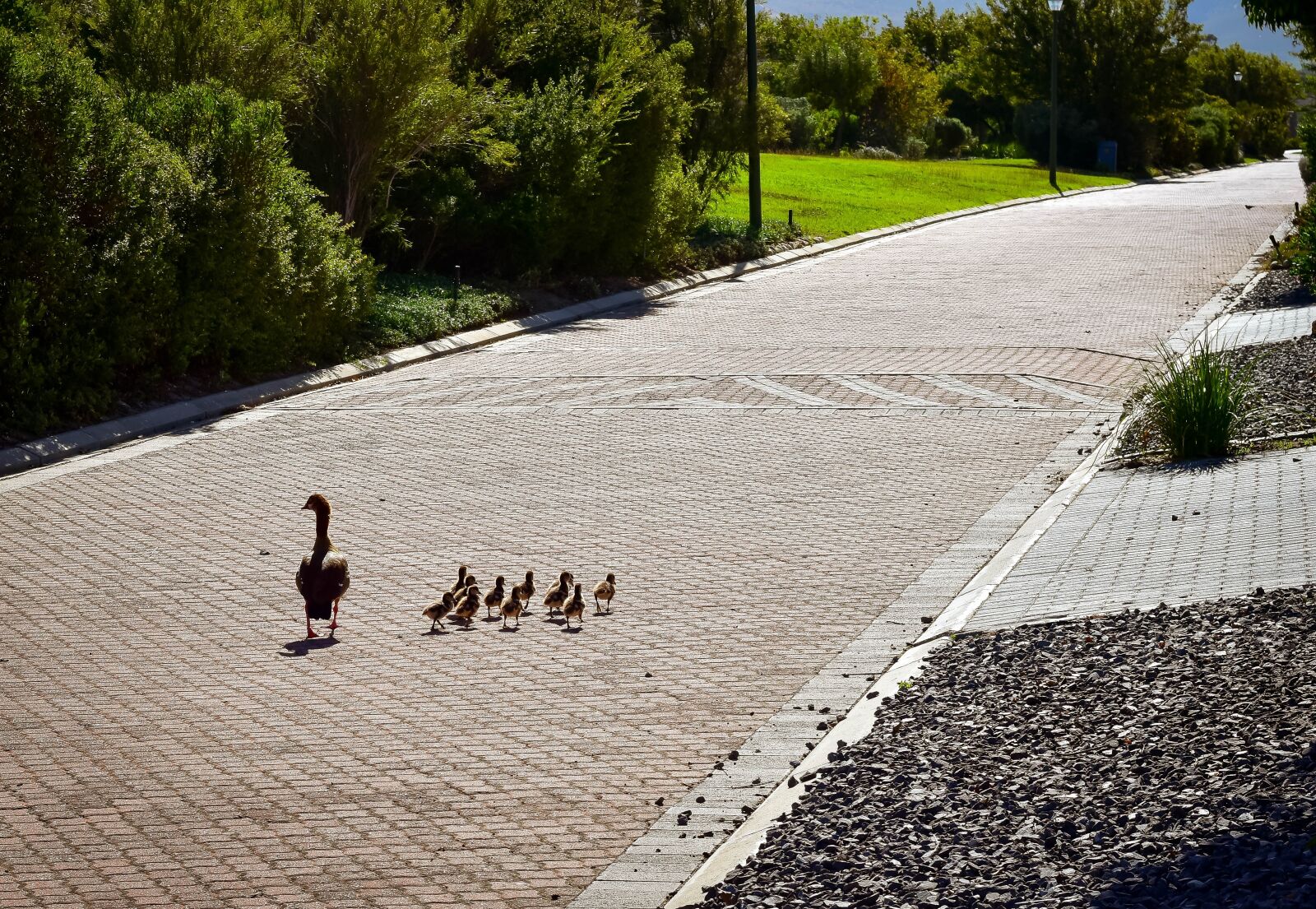 Nikon D5500 sample photo. Egyptian goose, goslings, family photography