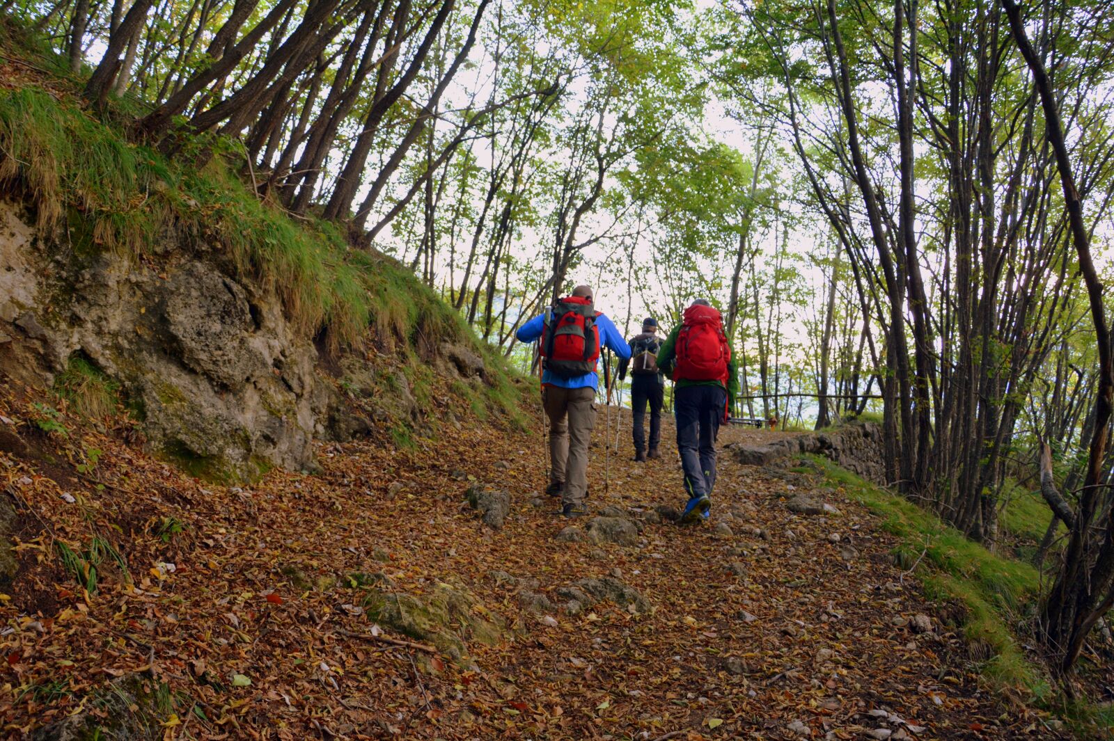 Nikon D7100 sample photo. Excursion, forest, autumn photography
