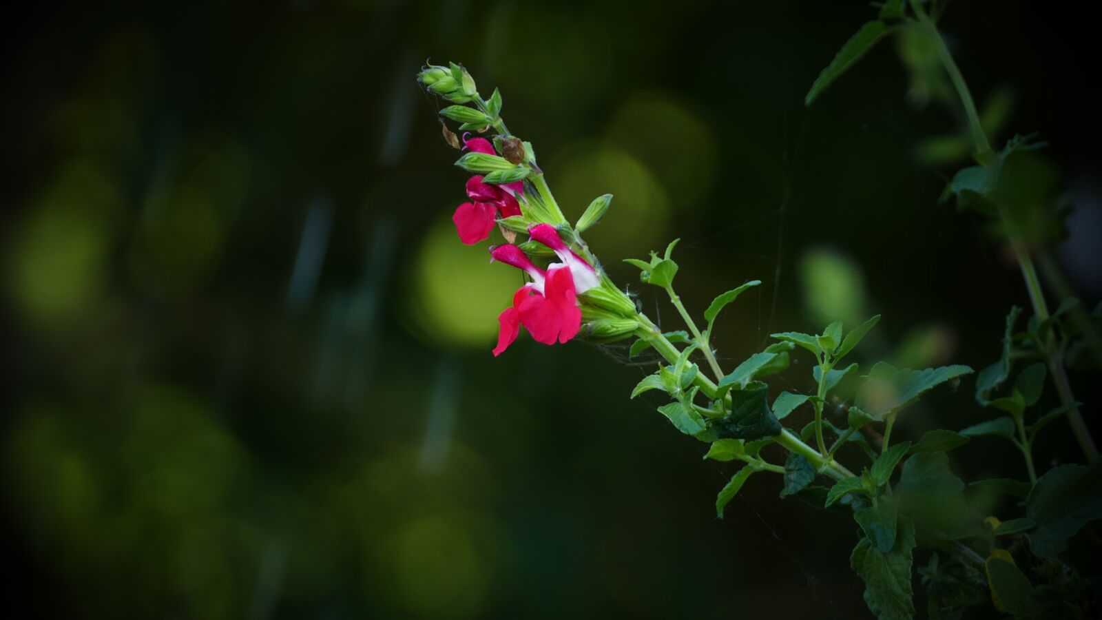 Panasonic Lumix DMC-FZ1000 sample photo. Plant, nature, red photography