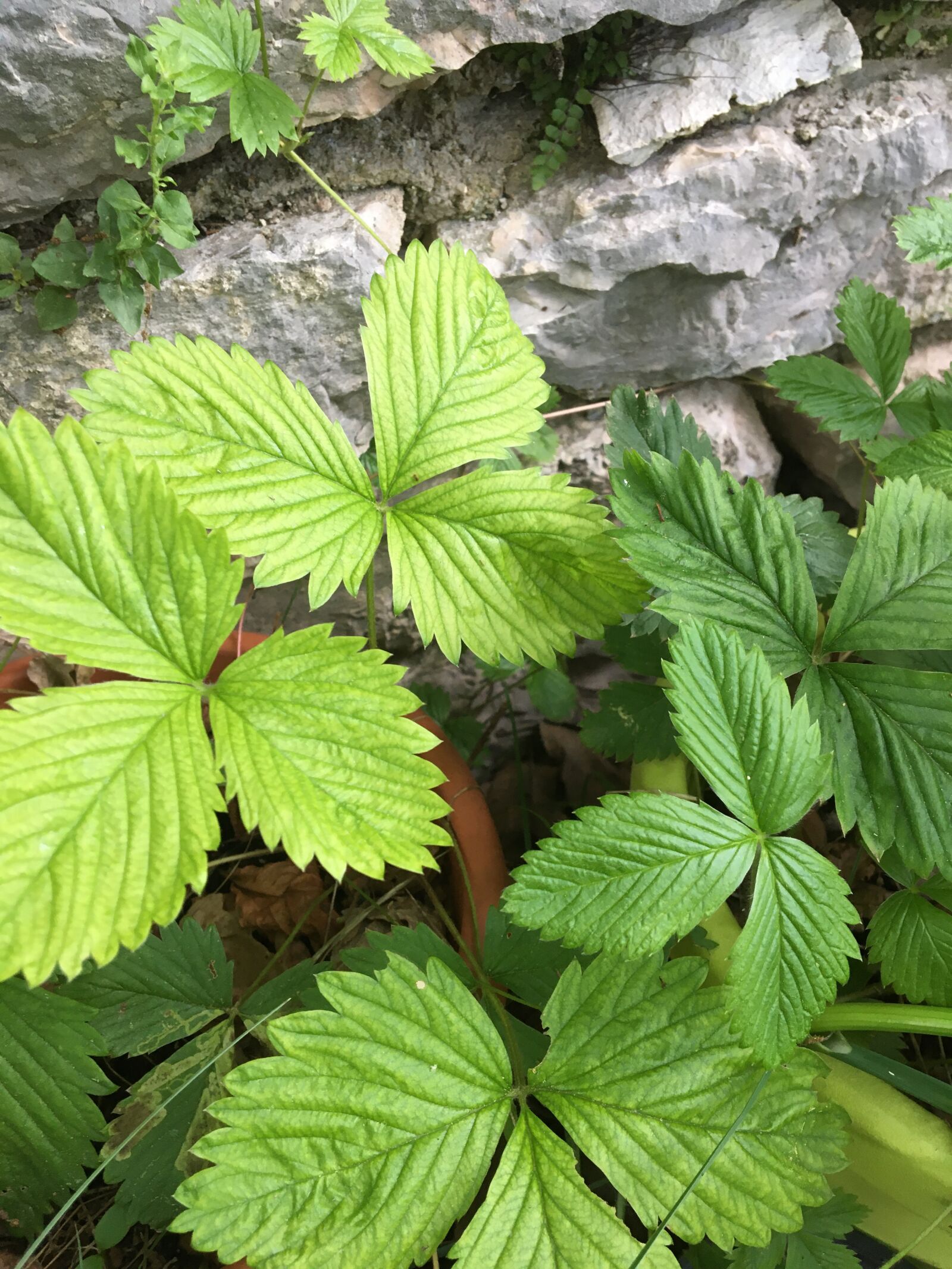 Apple iPhone 6s sample photo. Strawberries, leaves, green photography