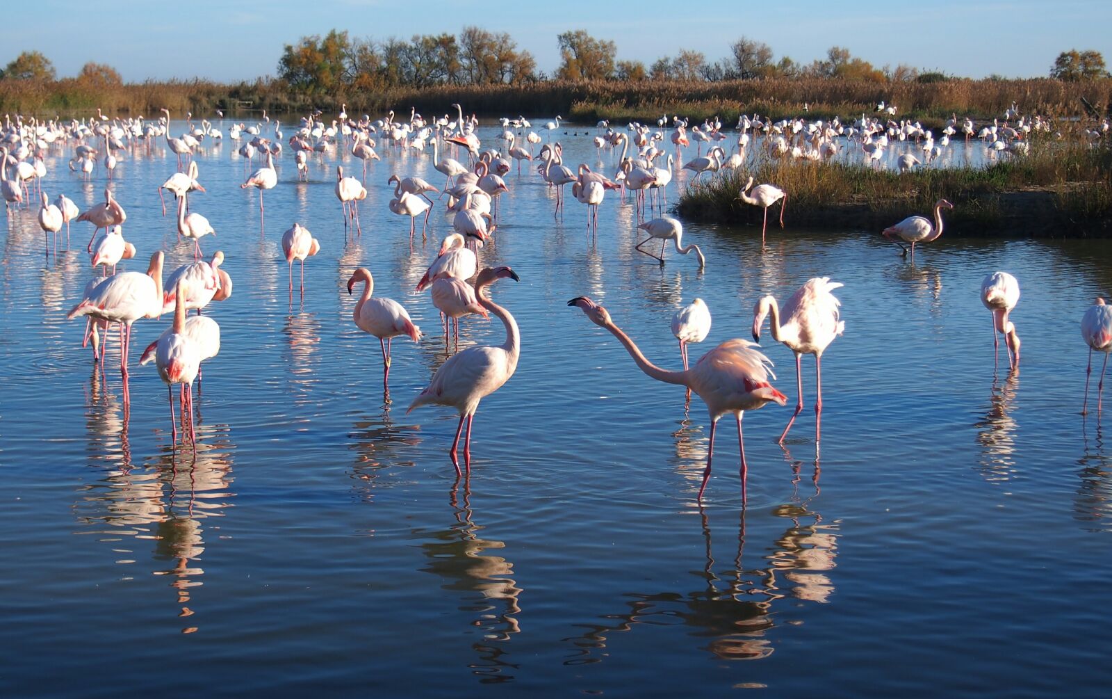 Olympus PEN E-PL6 sample photo. Flamingos, nature, bird photography