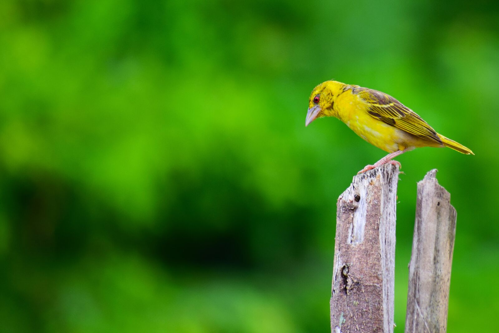 Nikon D5300 sample photo. Birds, yellow, for sale photography