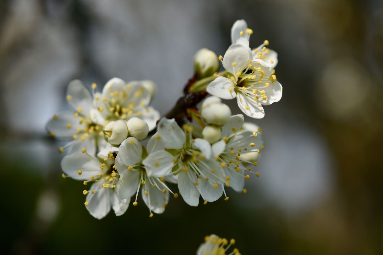 Nikon D5600 sample photo. Flowers, cherry white, spring photography