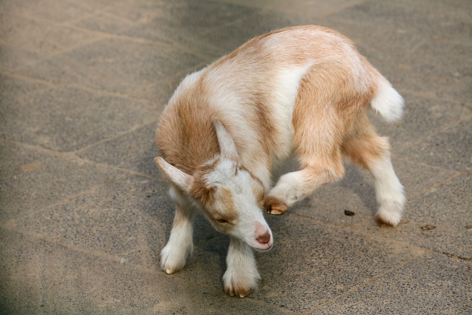 Canon EOS 750D (EOS Rebel T6i / EOS Kiss X8i) sample photo. Animal, mammal, goat photography