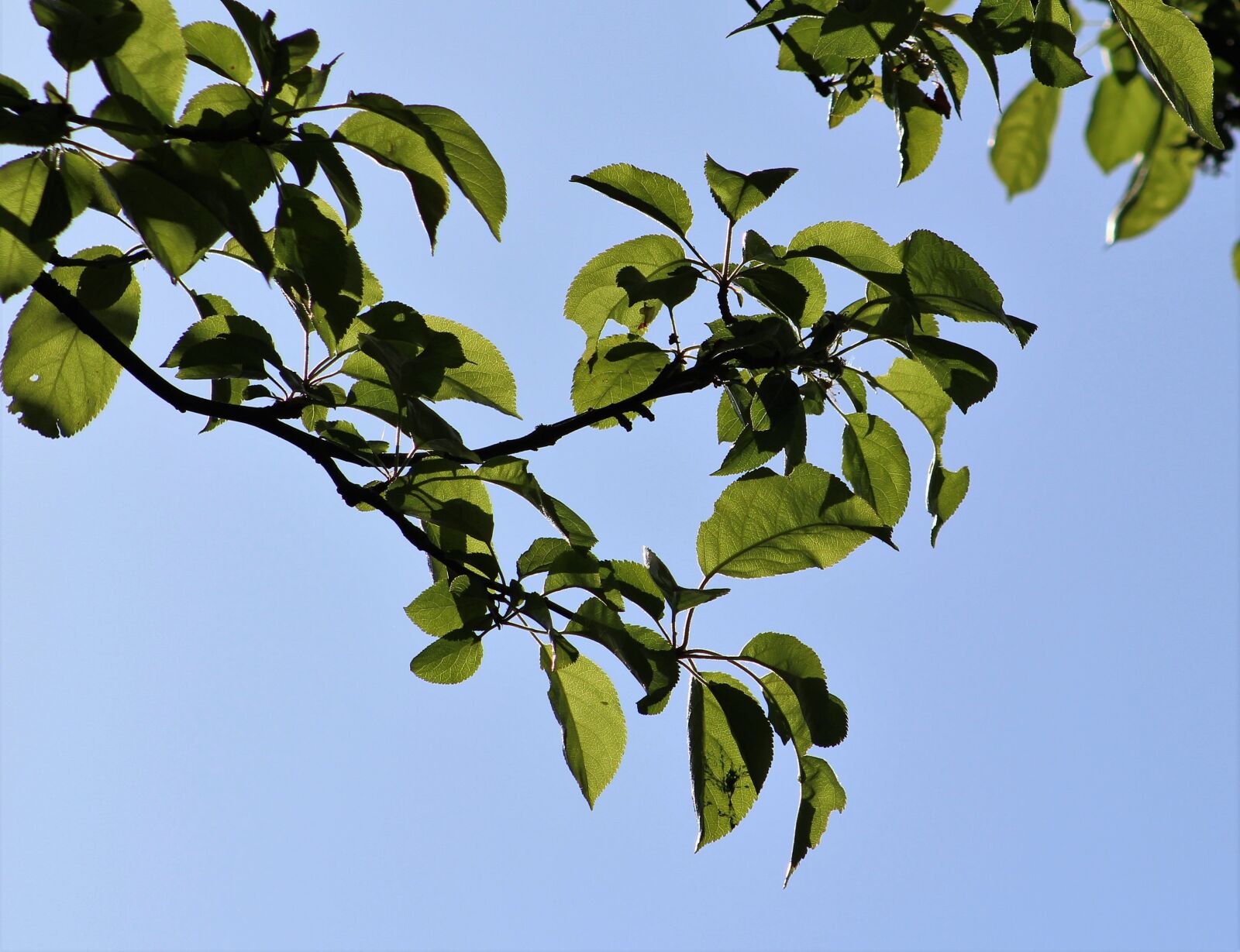 Canon EF75-300mm f/4-5.6 sample photo. Leaf, tree, branch photography