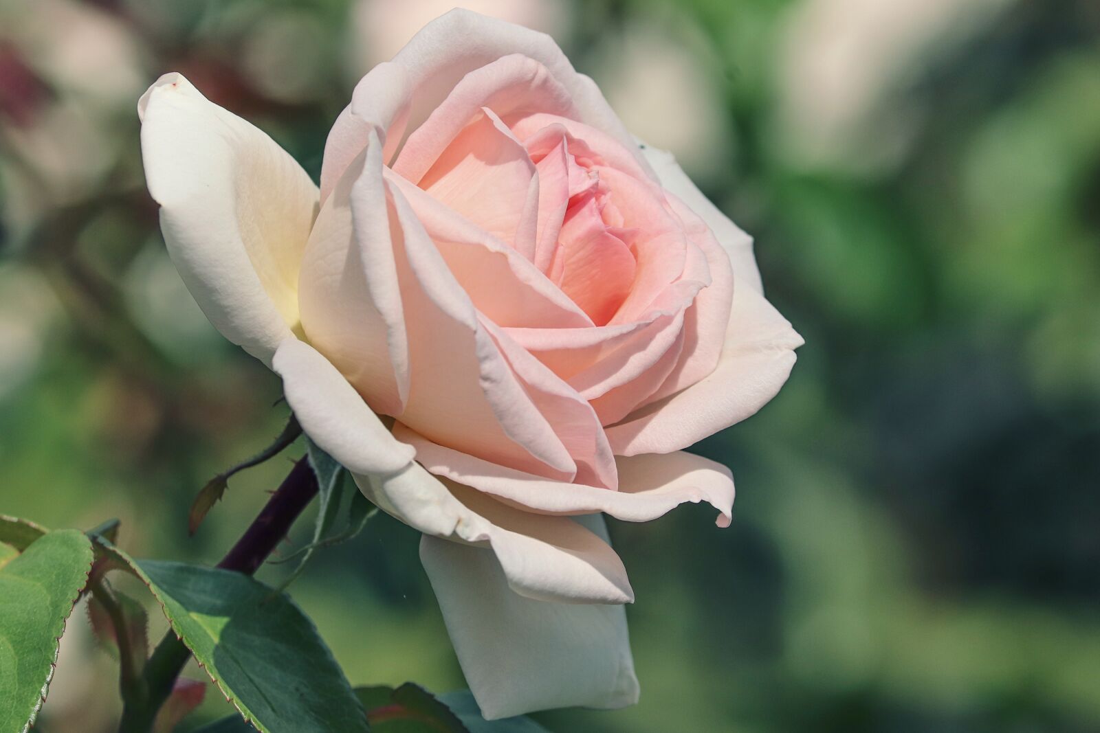 Canon EOS 200D (EOS Rebel SL2 / EOS Kiss X9) sample photo. Rose, white, pink photography