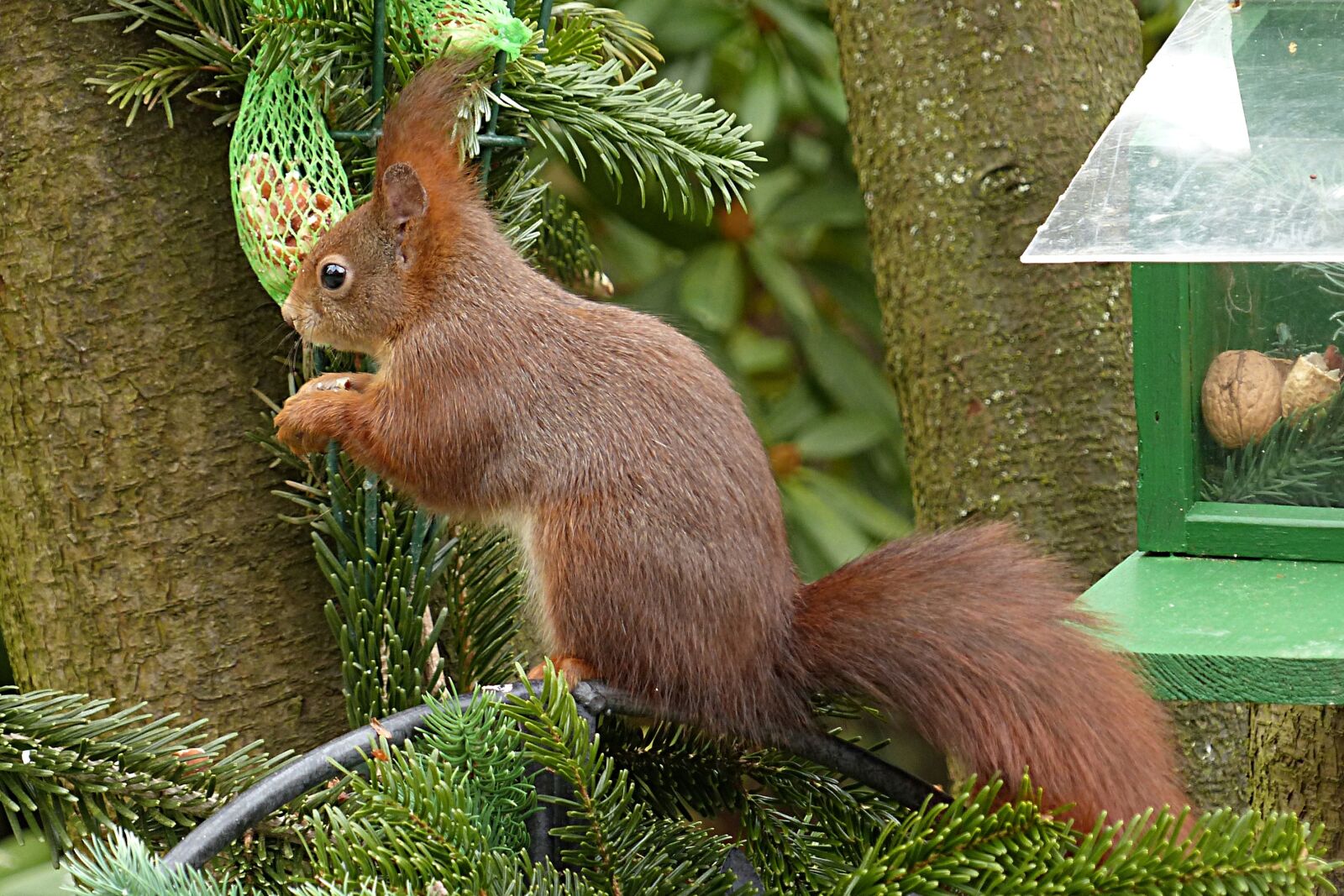 Panasonic Lumix DMC-FZ200 sample photo. Animal, squirrel, sciurus vulgaris photography