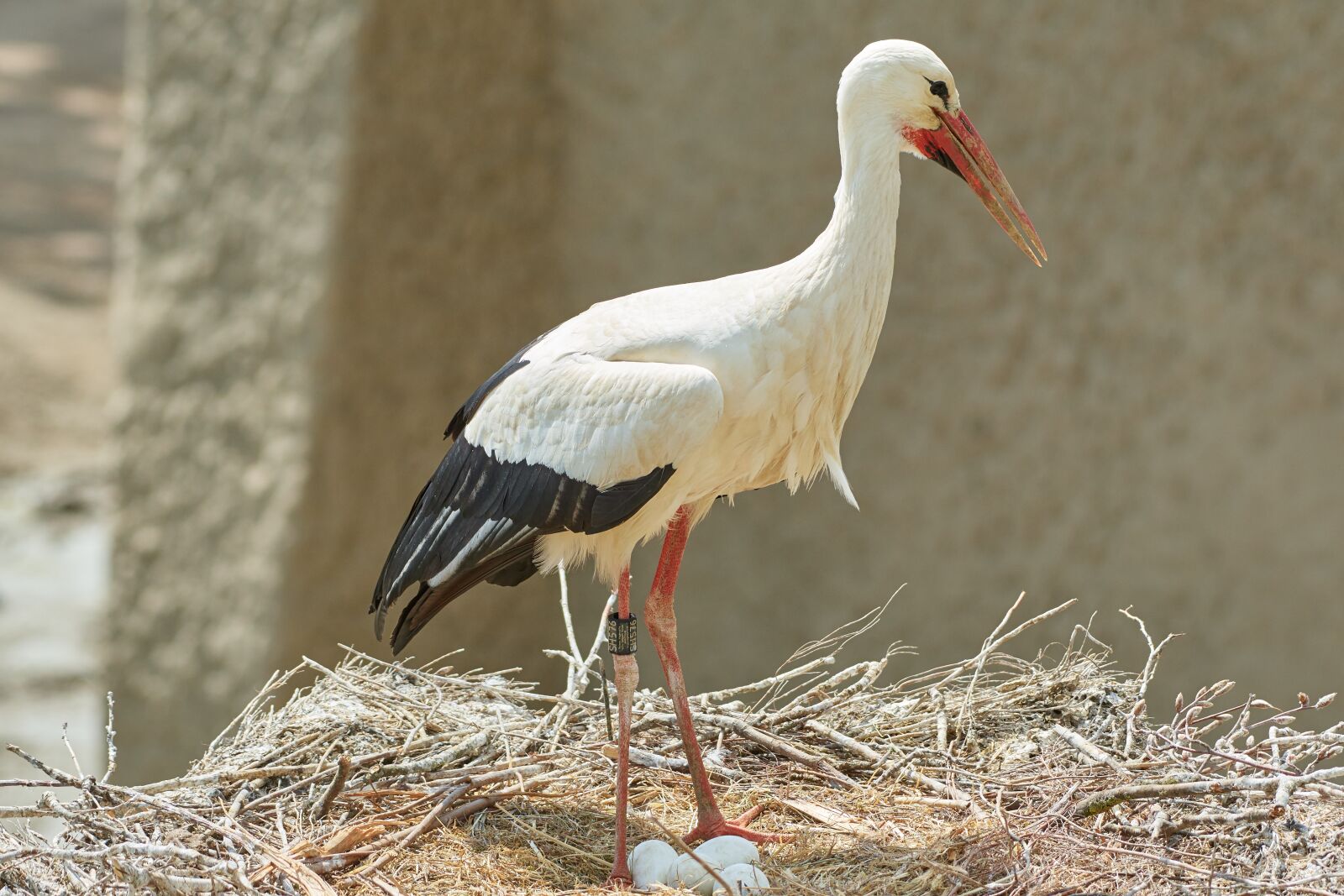 Nikon AF-S Nikkor 200-500mm F5.6E ED VR sample photo. Stork, nest, egg photography