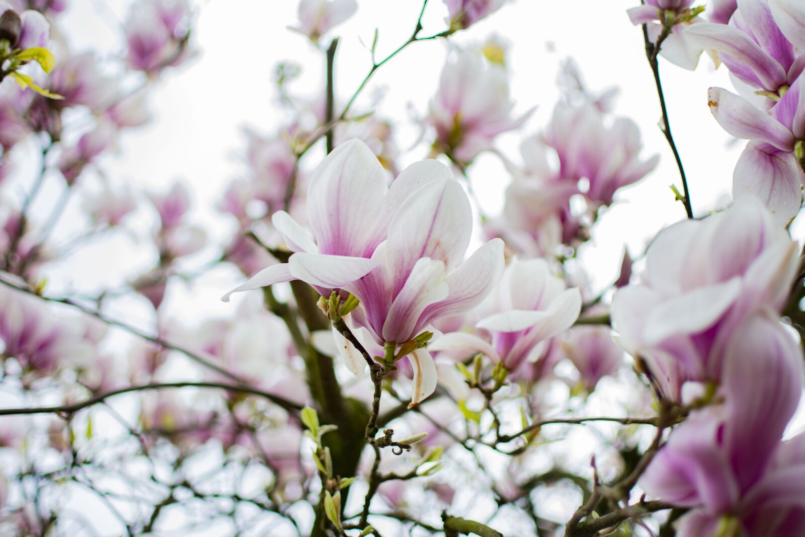 Nikon D5200 sample photo. Magnolia, tree, spring photography