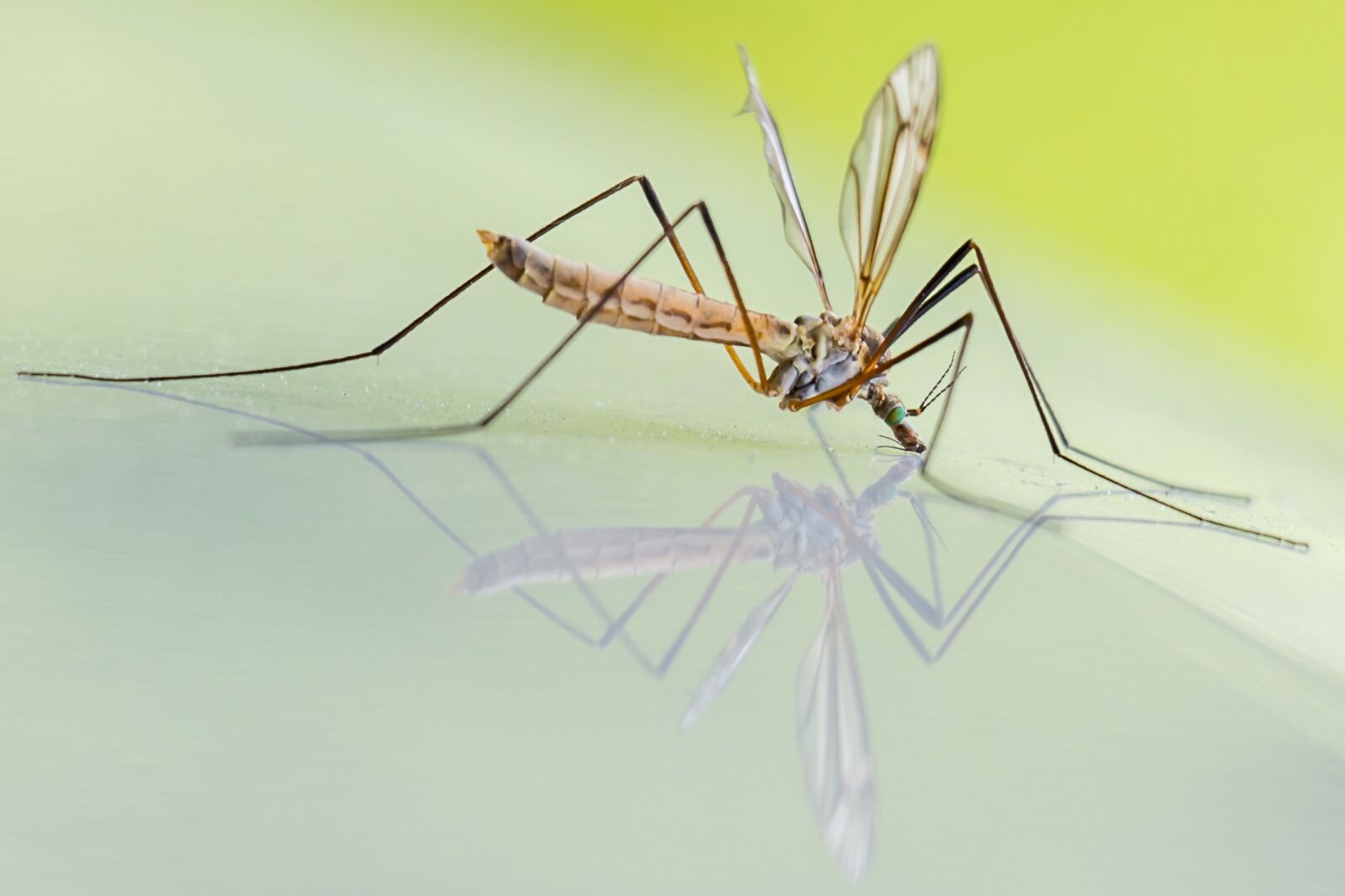 Canon EOS 700D (EOS Rebel T5i / EOS Kiss X7i) sample photo. Mosquito, schnake, riesenschnake photography