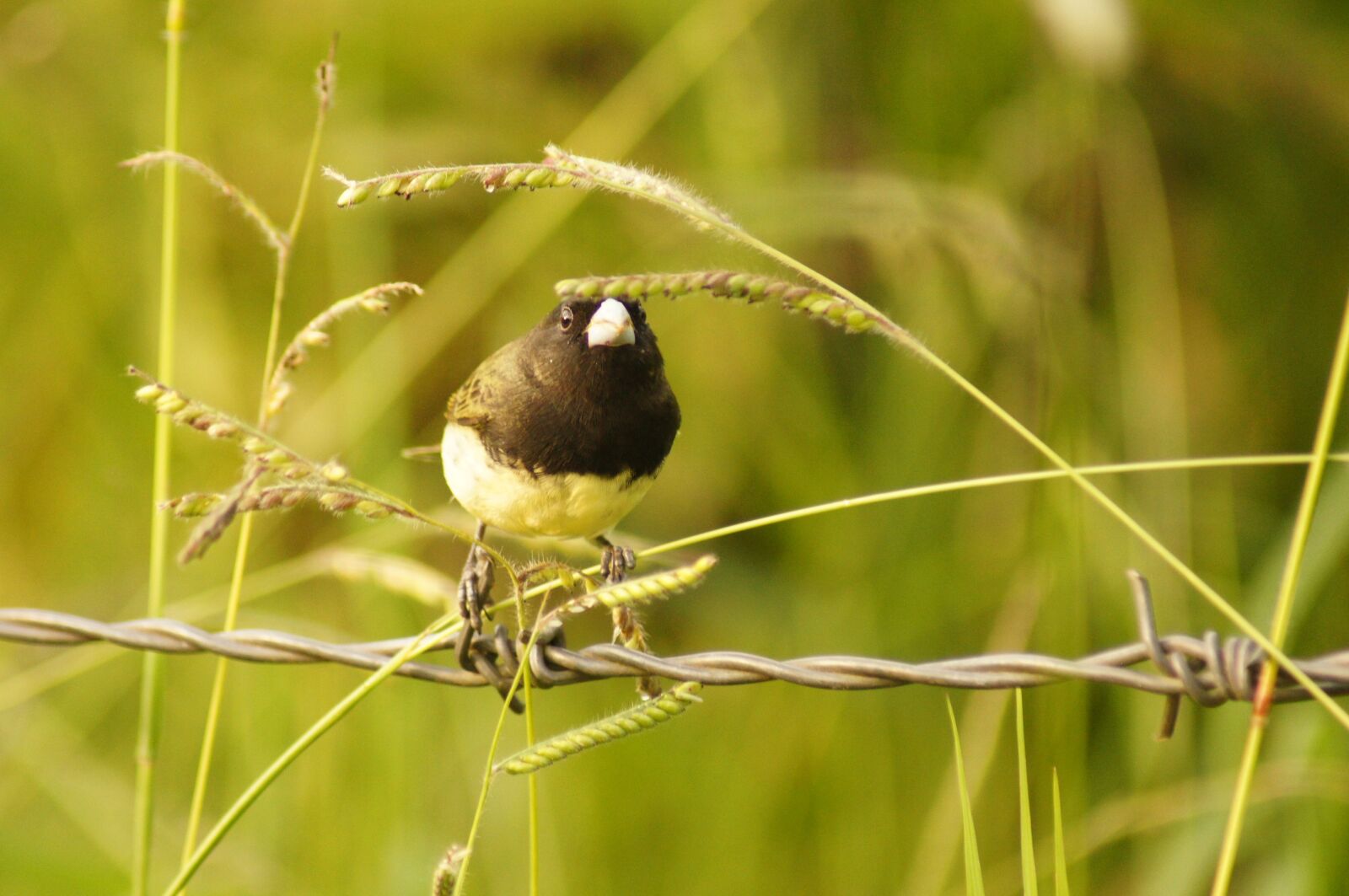 Sony SLT-A55 (SLT-A55V) sample photo. Birds, armenia, quindio photography