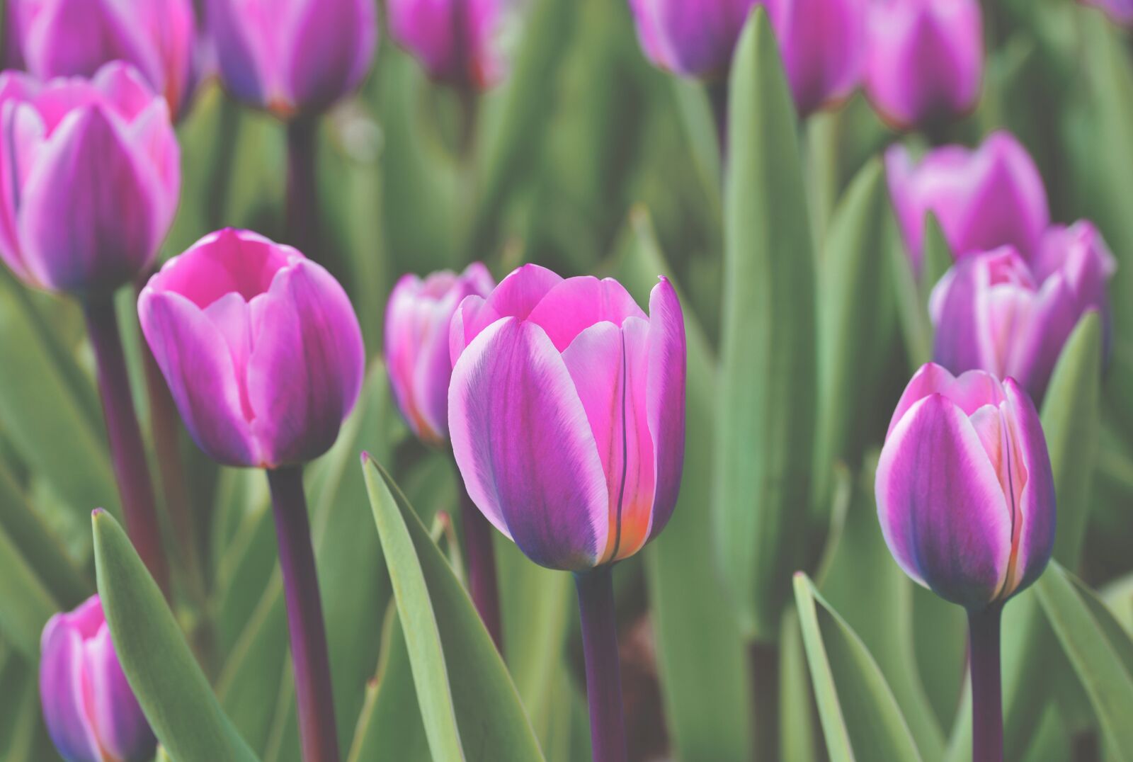 Nikon D7200 sample photo. Tulip, tulip field, blossom photography