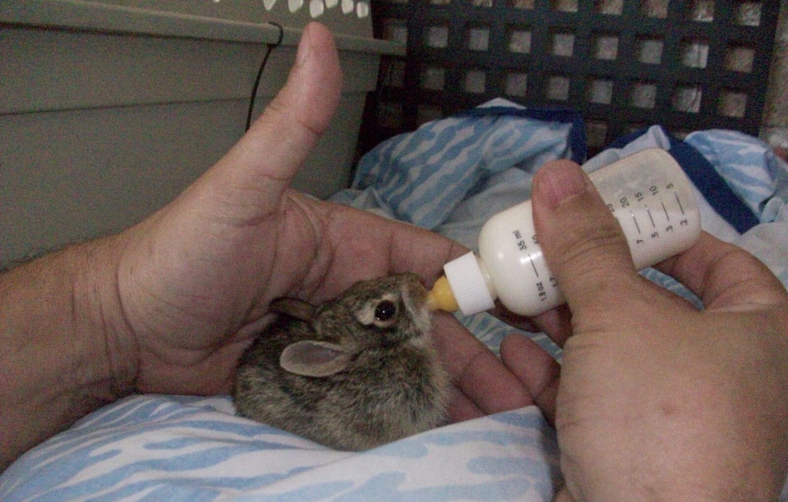 Kodak EASYSHARE M863 DIGITAL CAMERA sample photo. Bunnies, cage, feed, time photography