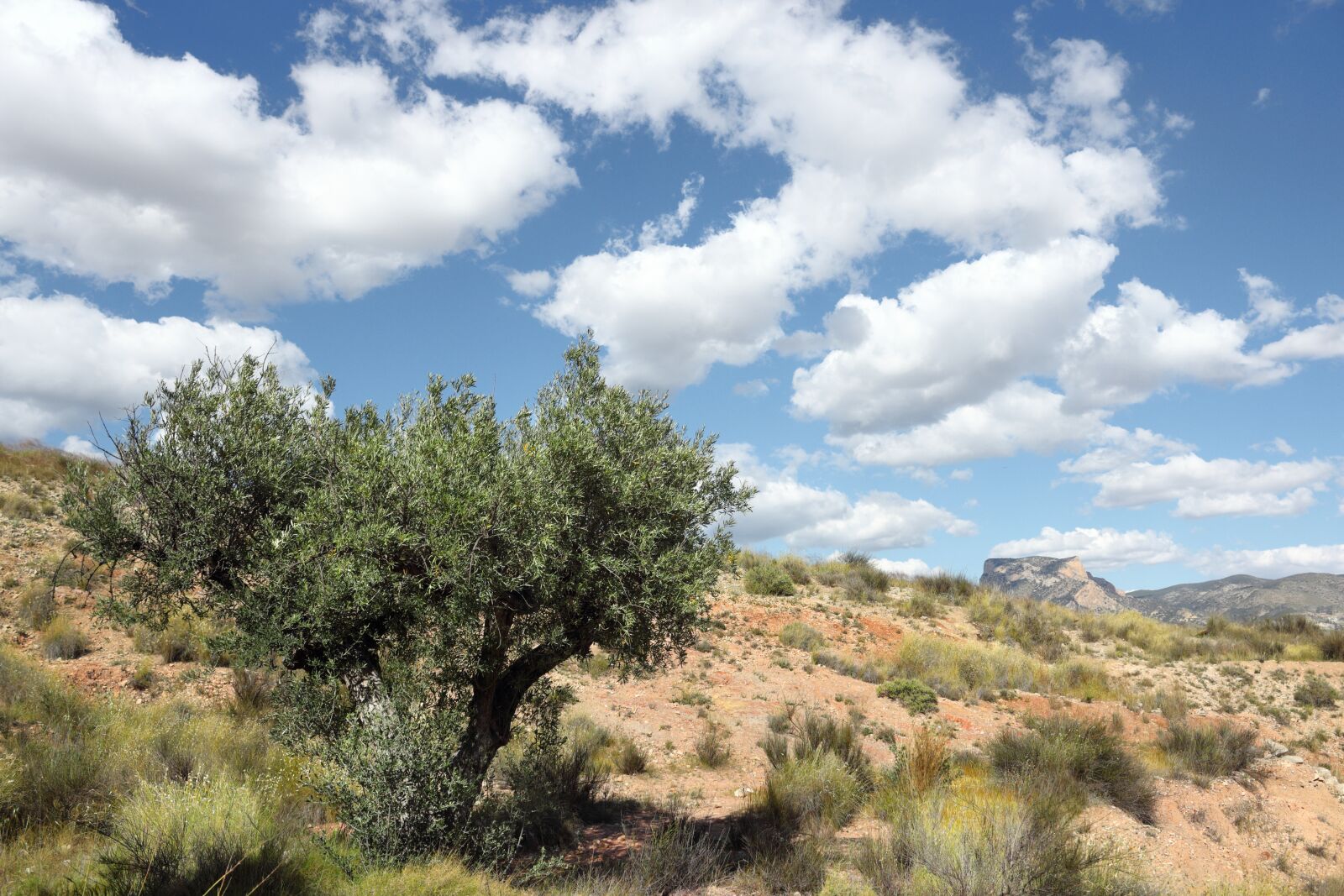 Canon EOS 1200D (EOS Rebel T5 / EOS Kiss X70 / EOS Hi) sample photo. Landscape, olive, tree photography