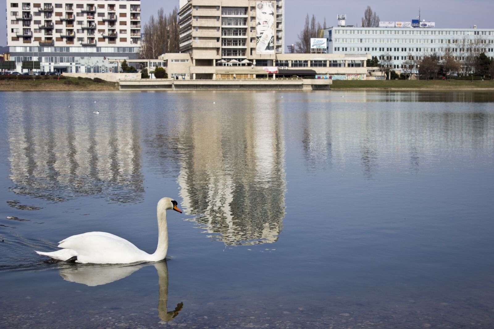 Canon EOS 600D (Rebel EOS T3i / EOS Kiss X5) sample photo. Swan, lake, city photography