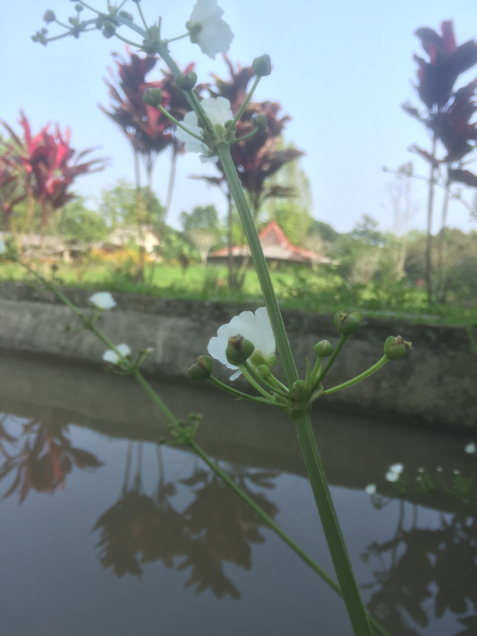 iPhone 6 back camera 4.15mm f/2.2 sample photo. Taman, pemandangan, indah photography