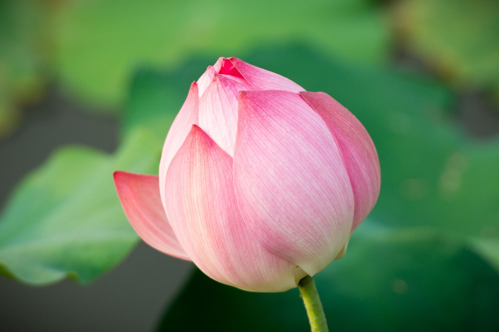 Nikon D7100 sample photo. Lotus, flower, nature photography