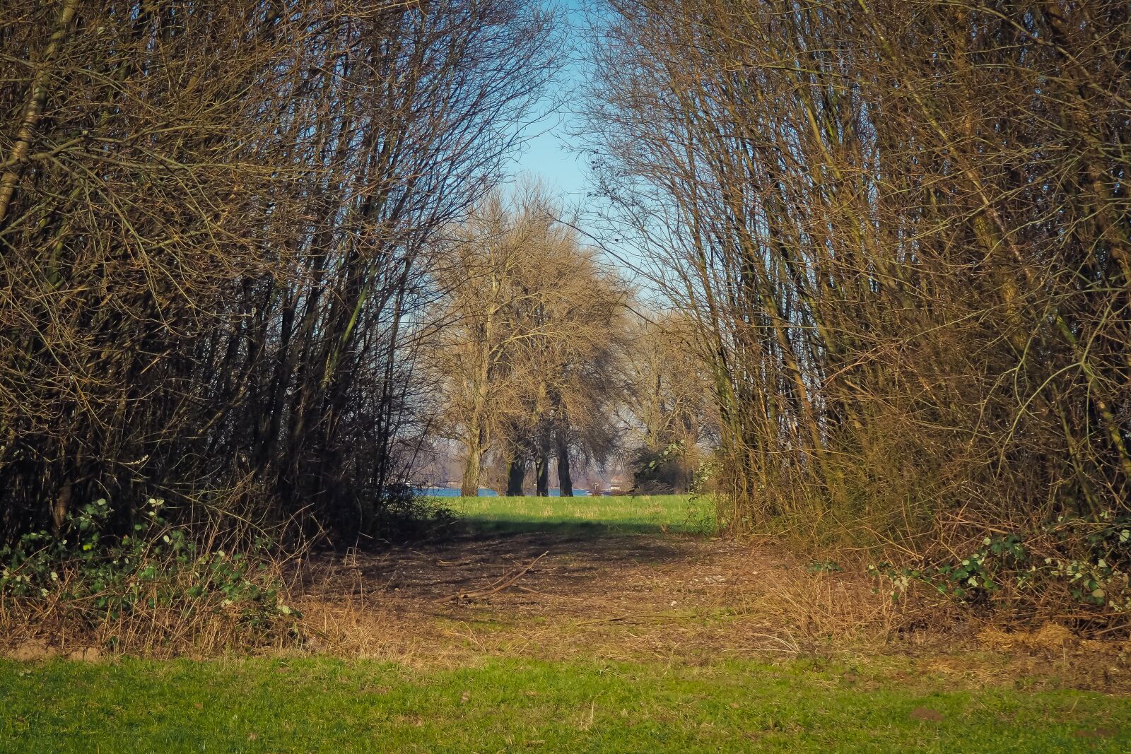 Olympus OM-D E-M10 sample photo. Trees, nature, landscape photography