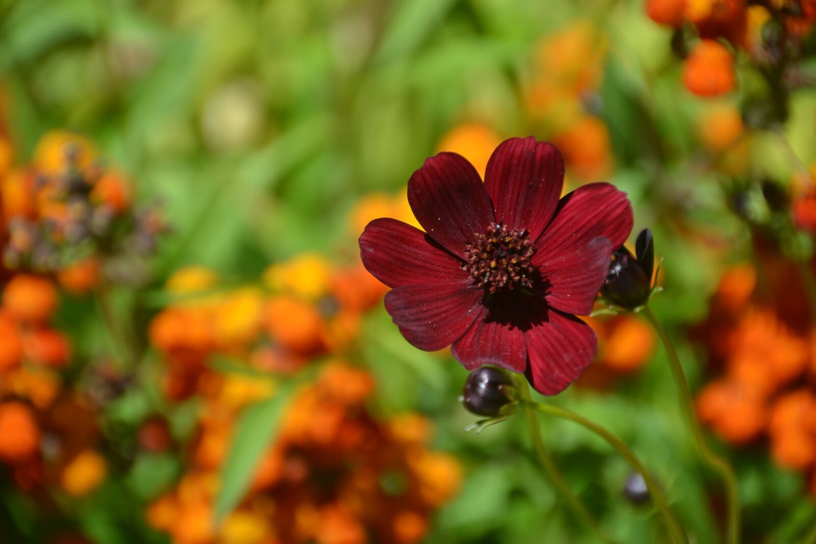 Nikon D3100 sample photo. Flower, orange, bloom photography