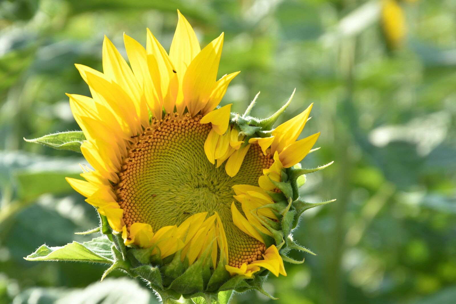 Nikon D3200 sample photo. Sunflower, bud, going up photography
