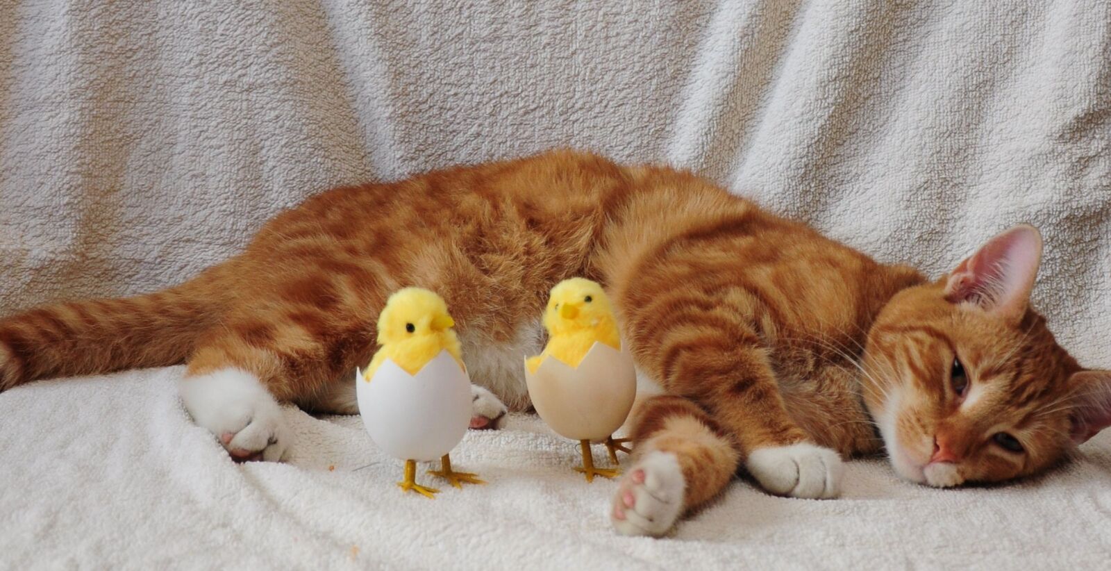 Nikon D5000 sample photo. Cat, egg, chicken photography