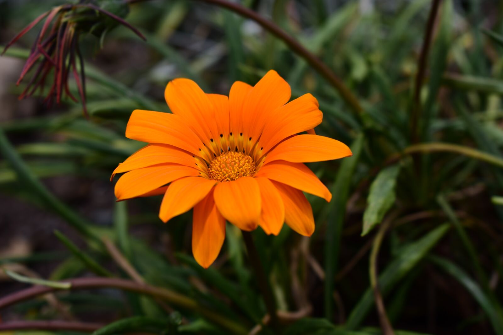 Nikon D3400 sample photo. Nature, plant, flower photography