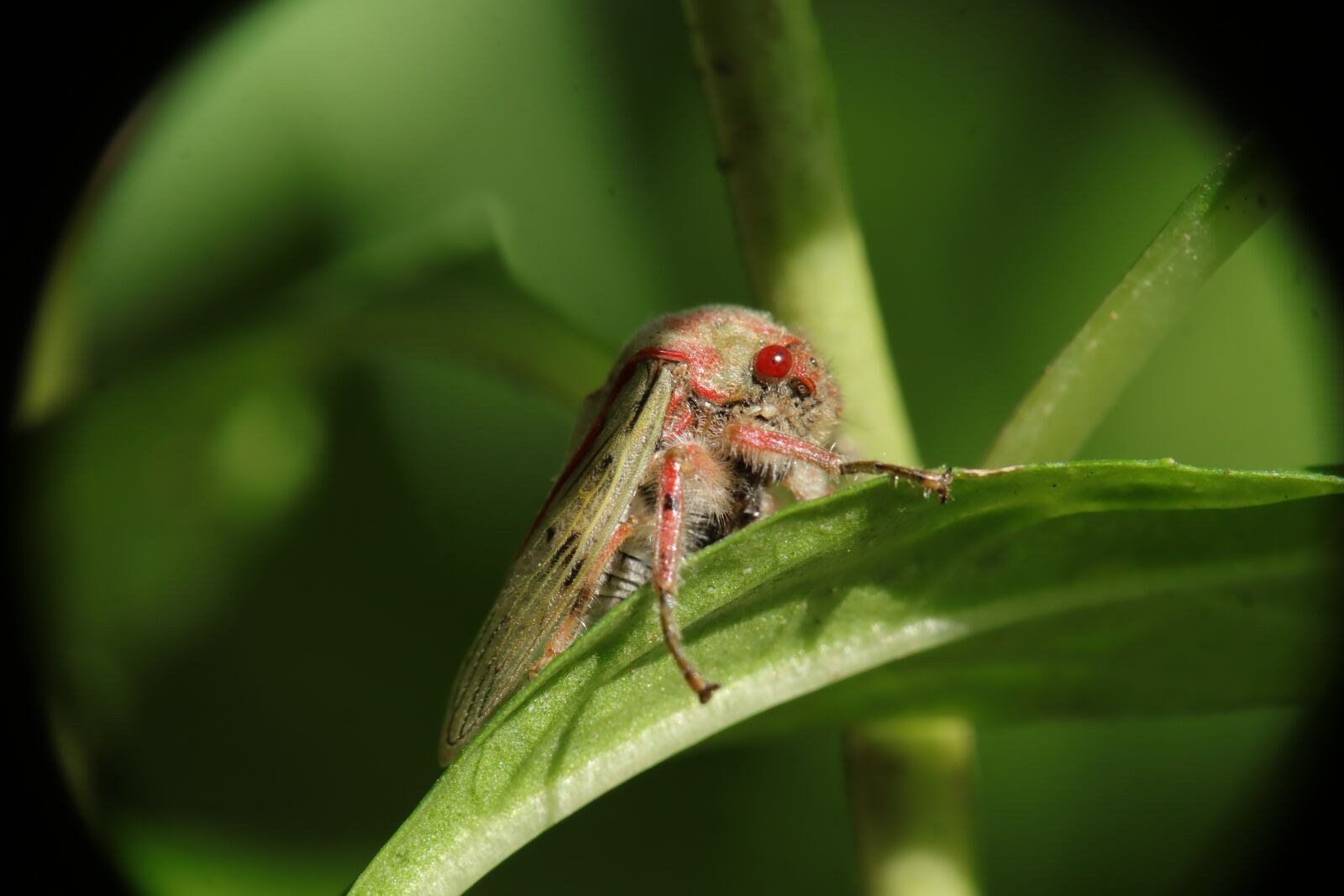 Canon EOS M50 (EOS Kiss M) sample photo. Leafhoppers, insect, nature photography