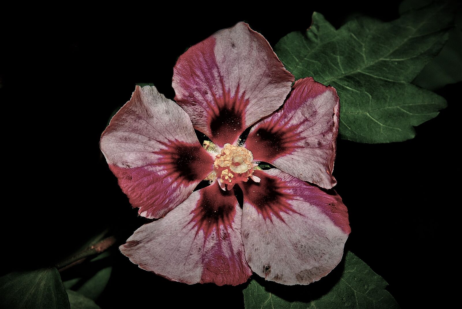 Nikon D80 sample photo. Flower, nature, wild flower photography
