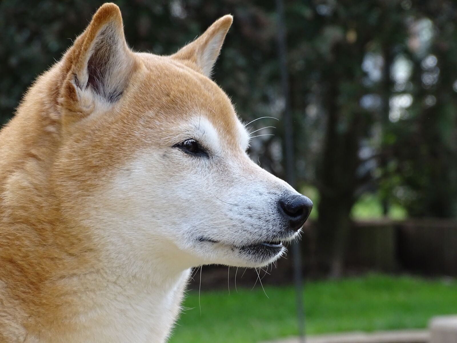 Sony Cyber-shot DSC-HX400V sample photo. Dog, dog head, pet photography