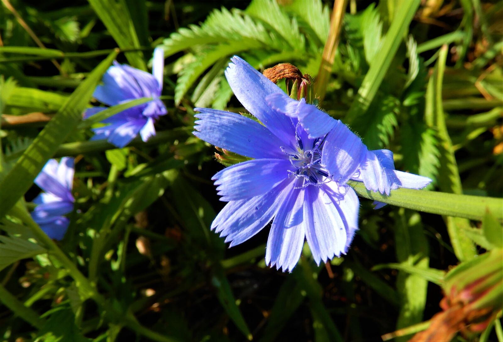 Nikon Coolpix A900 sample photo. Nature, berm, flower photography