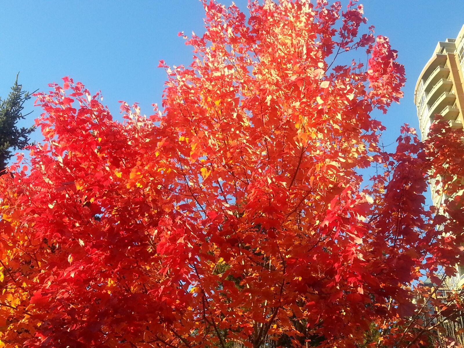 Samsung Galaxy S3 sample photo. Maple leafe, colour, red photography
