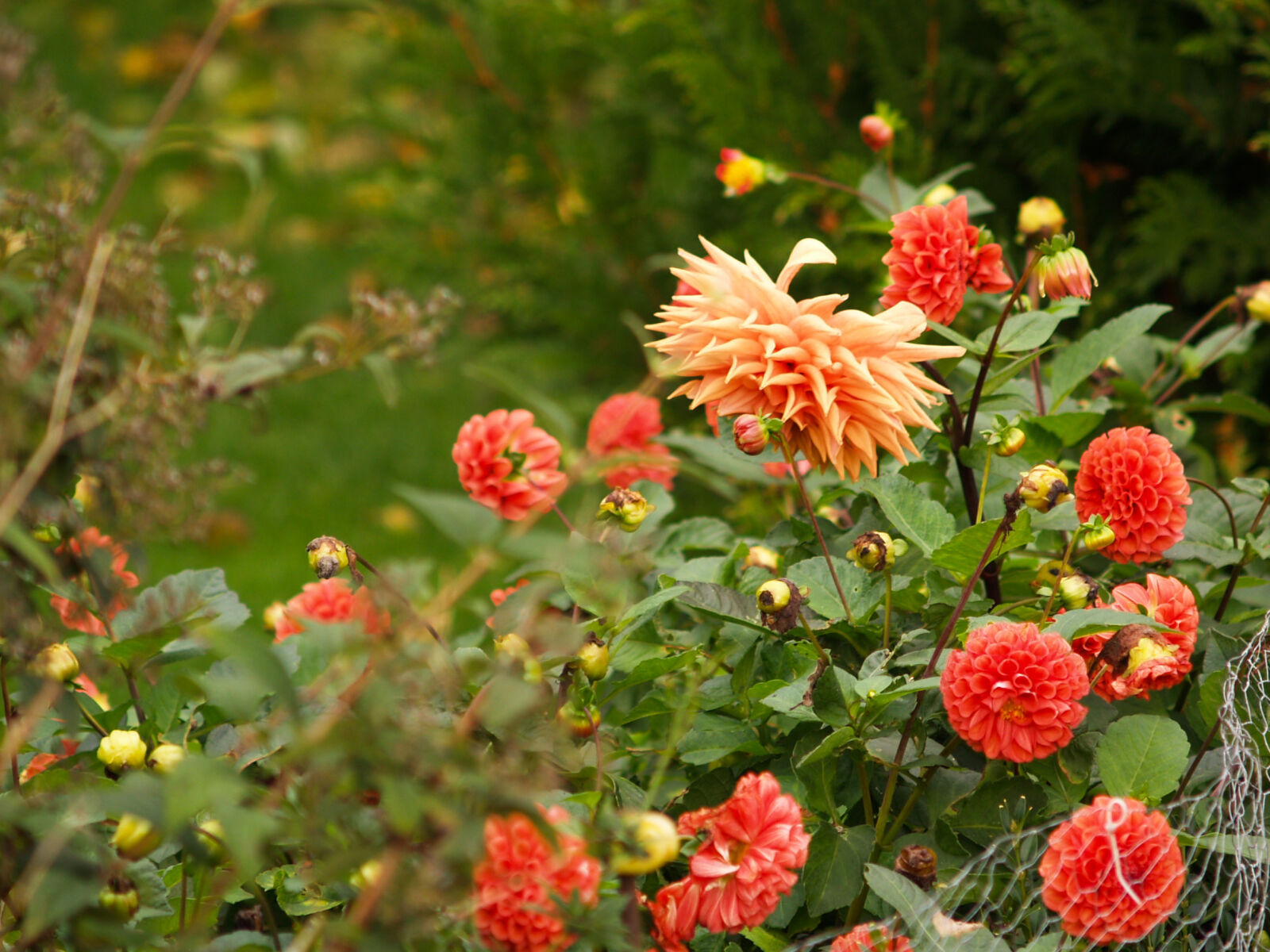 Olympus E-500 (EVOLT E-500) sample photo. Beautiful, flowers photography