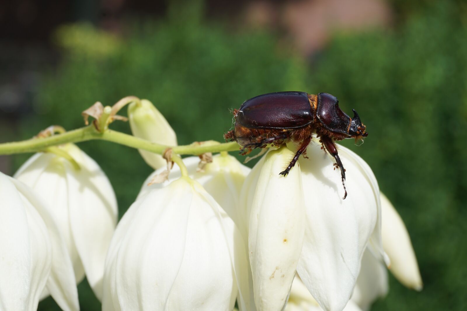 Sony a6000 sample photo. Rhinoceros beetle, animal, insect photography