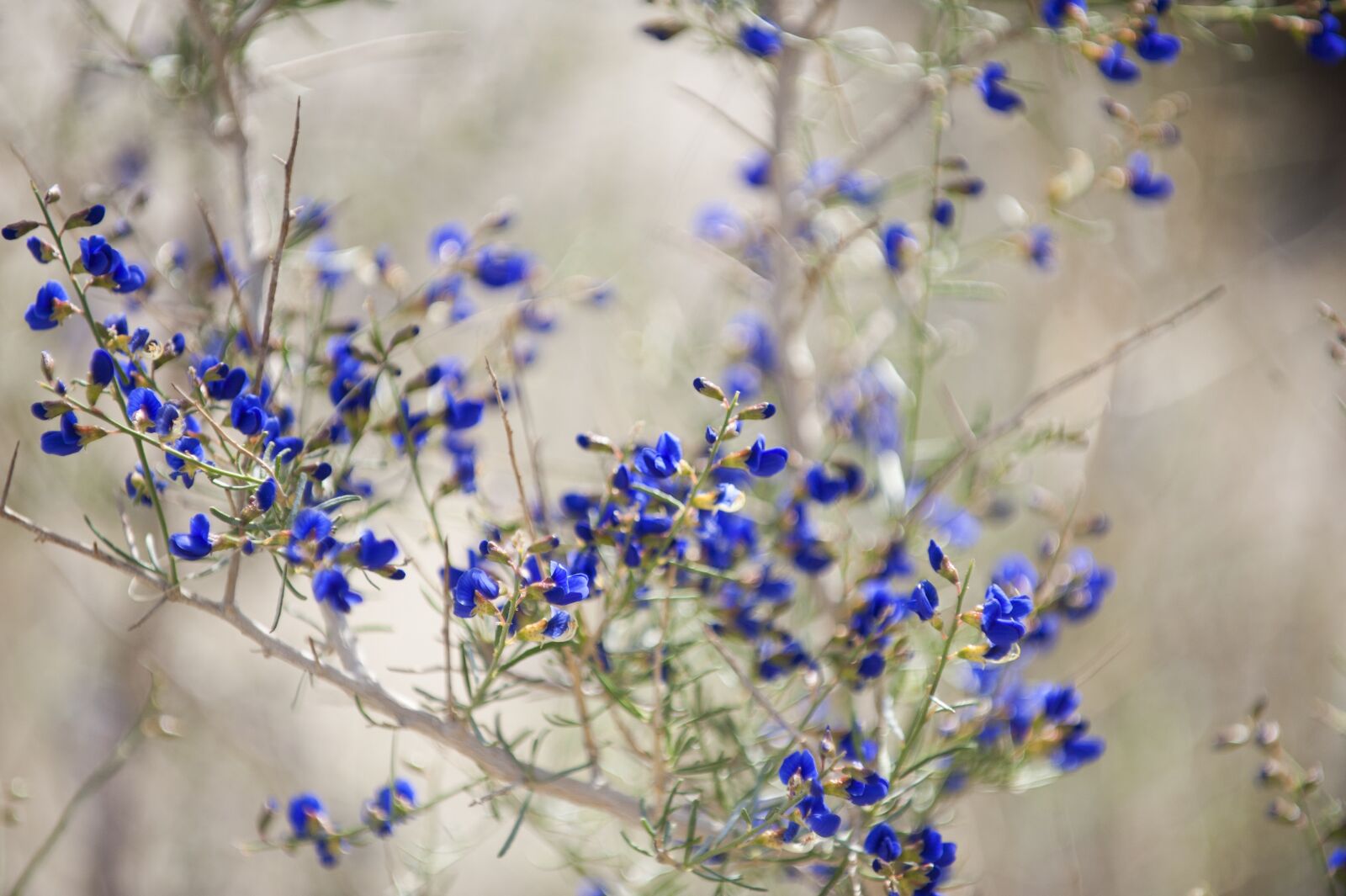Nikon D700 sample photo. Blue flowers, nature, bloom photography