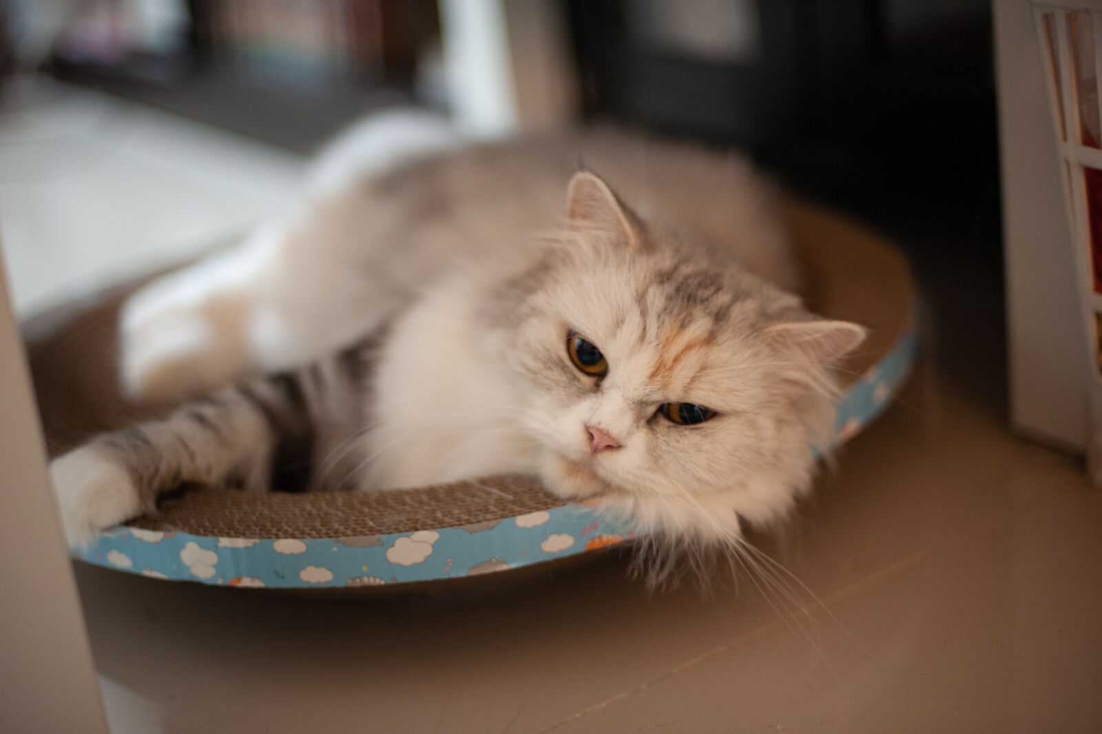 Nikon AF Nikkor 50mm F1.4D sample photo