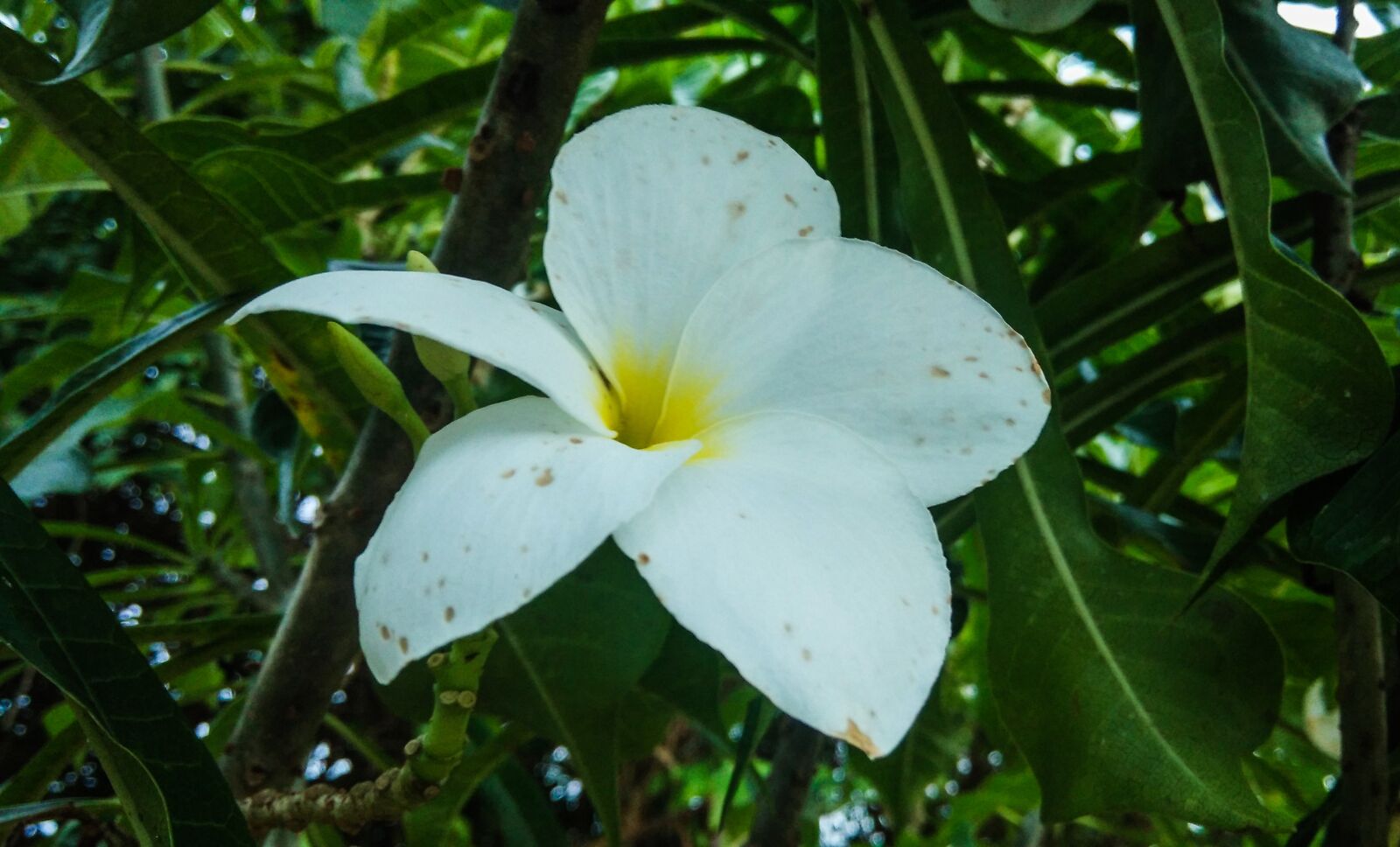 Xiaomi MI3 sample photo. Flower, frangipani, white photography