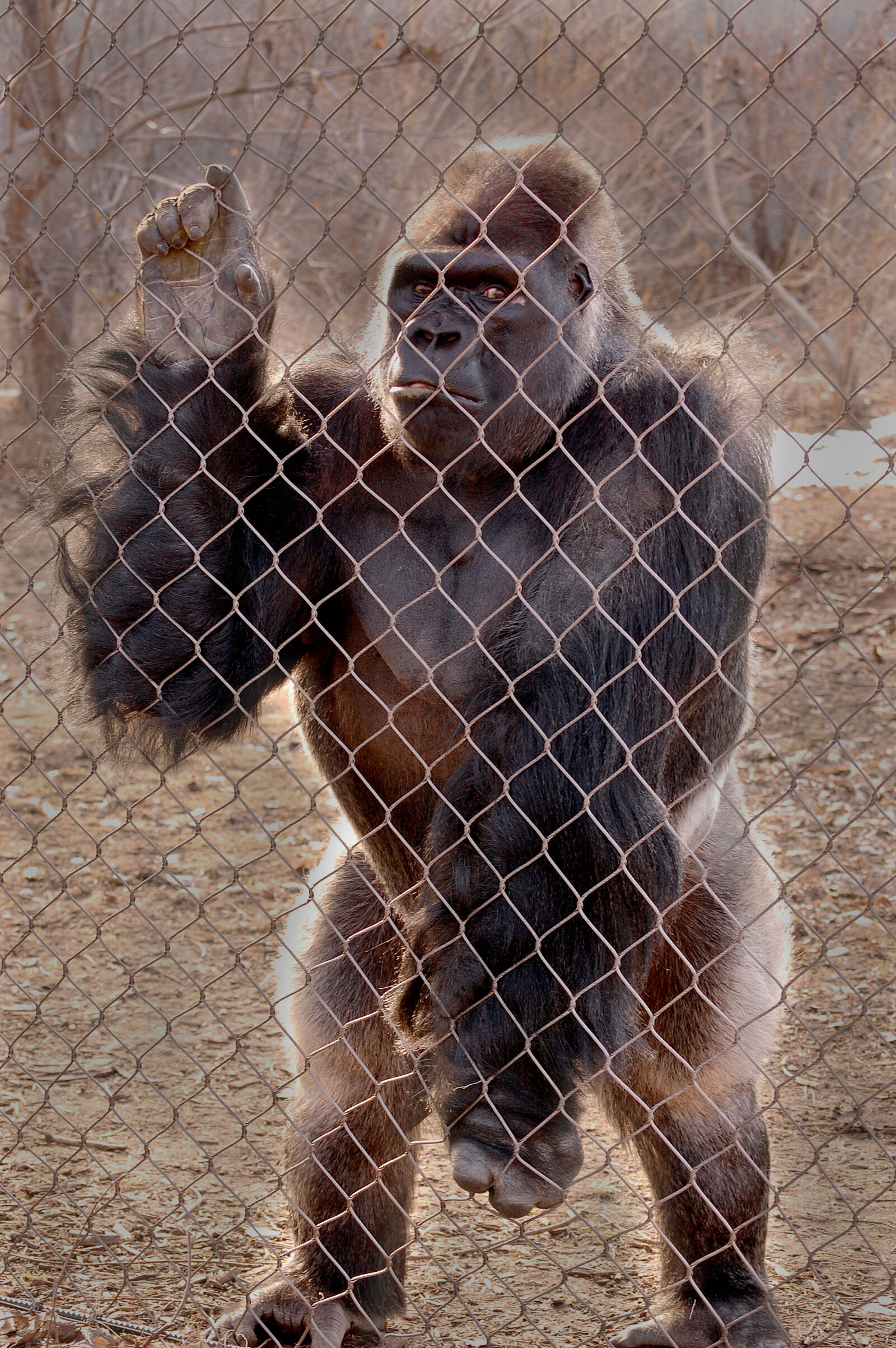 Nikon D40 + Nikon AF-S DX Nikkor 55-200mm F4-5.6G VR sample photo. Zoo, gorilla, ape, monkey photography
