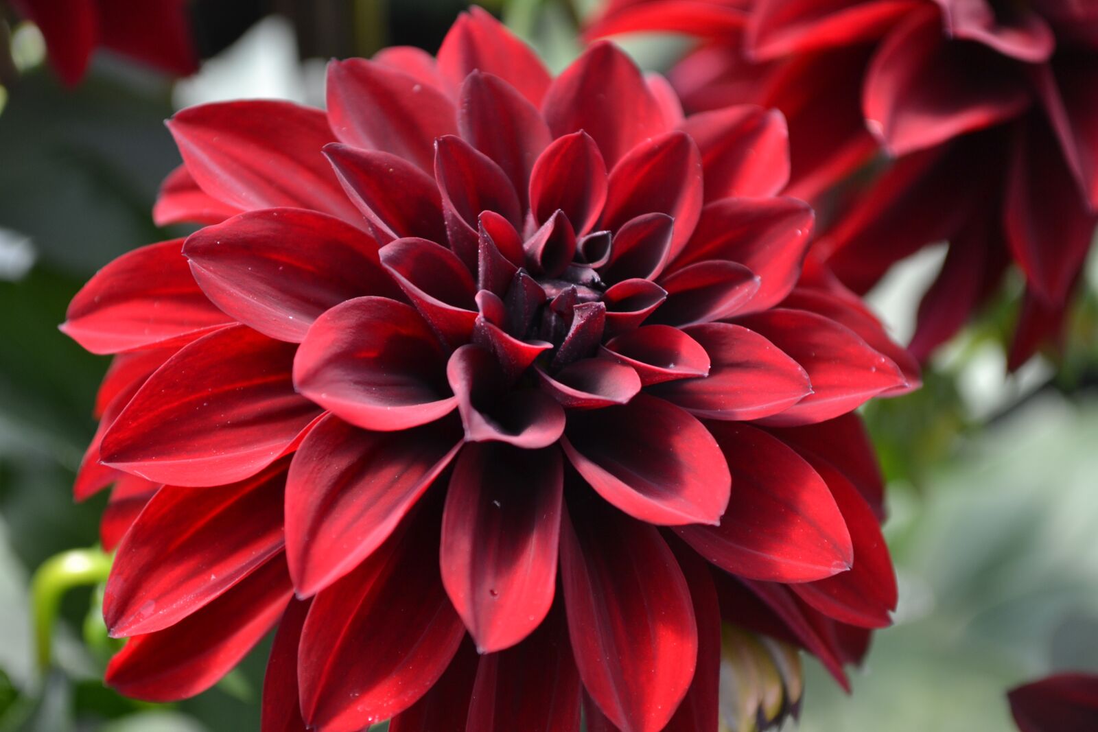 Nikon D3100 sample photo. Flowers, red, leaves photography