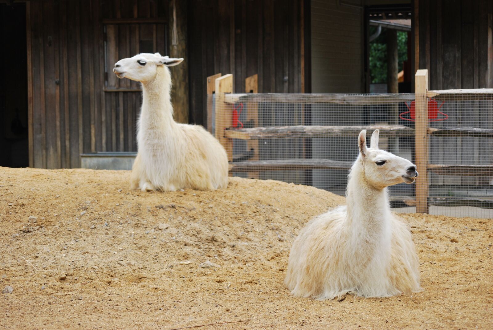 Nikon D60 sample photo. Animal, nature, zoo photography