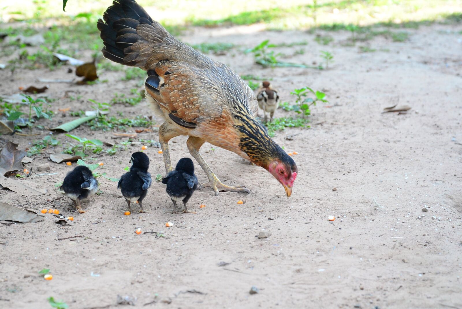 Nikon D610 sample photo. Chicken, family, mother photography