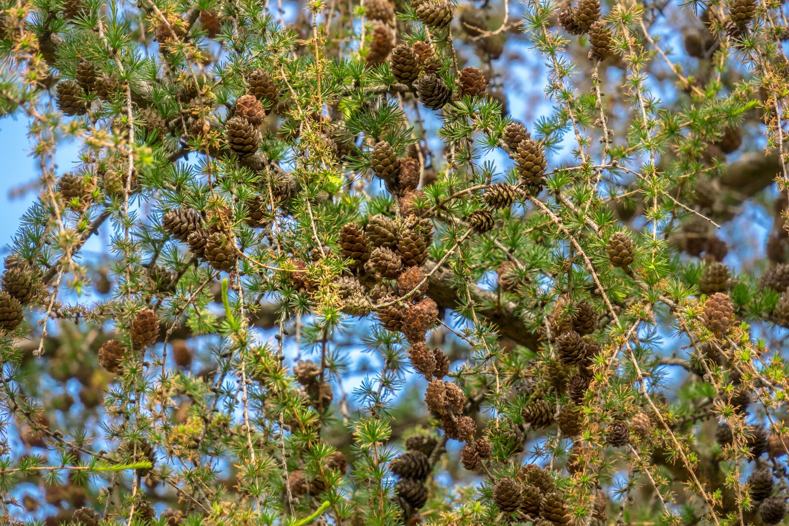 Canon PowerShot G3 X sample photo. Larch, conifer, tap photography